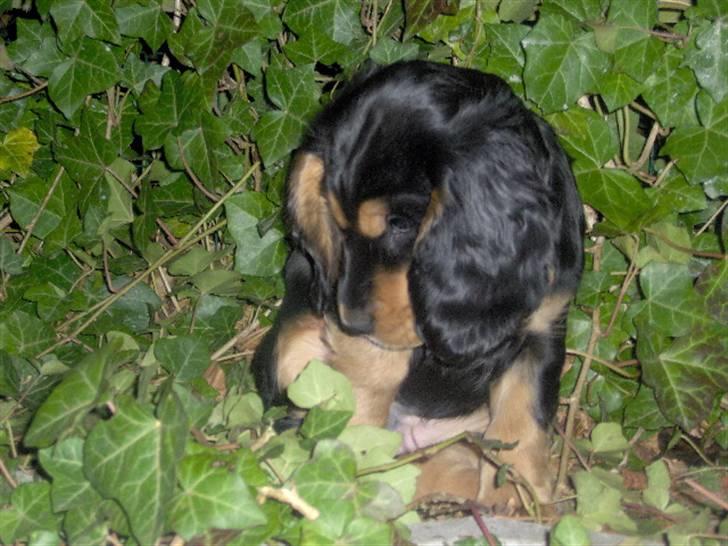 Cocker spaniel sheeva - nu er jeg træt billede 1