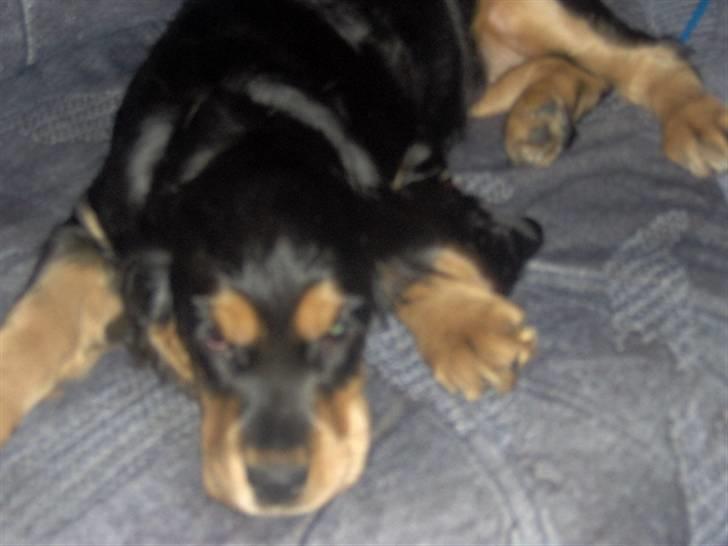 Cocker spaniel sheeva billede 2