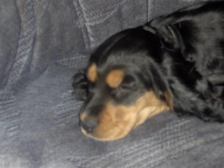 Cocker spaniel sheeva billede 3