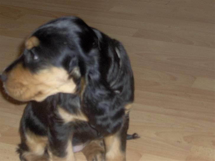 Cocker spaniel sheeva - hvornår er hun mon færdig så jeg kan komme ind og lege billede 4