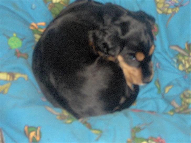 Cocker spaniel sheeva billede 5