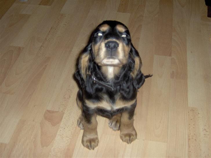 Cocker spaniel sheeva - kik kik billede 6