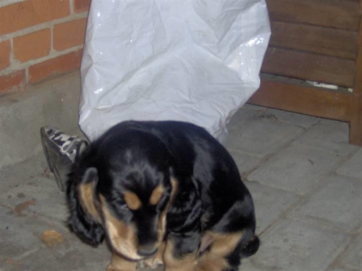 Cocker spaniel sheeva - jeg vil ind jeg fryser  billede 7