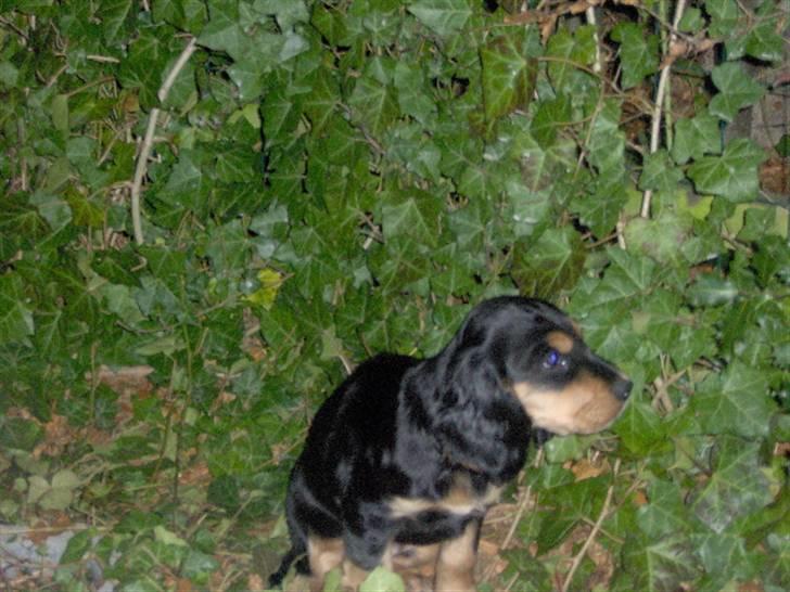 Cocker spaniel sheeva - ud og opleve noget nyt billede 8