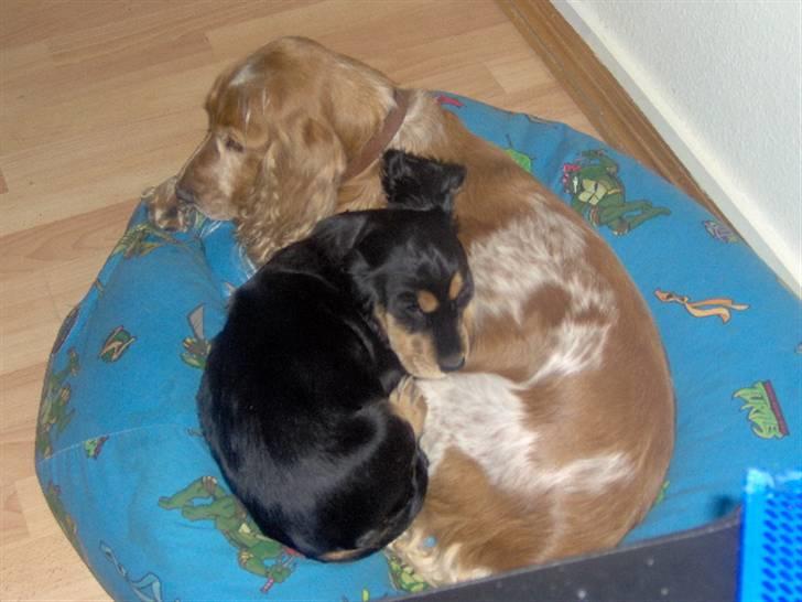 Cocker spaniel sheeva - dejligt at sove med mor billede 9