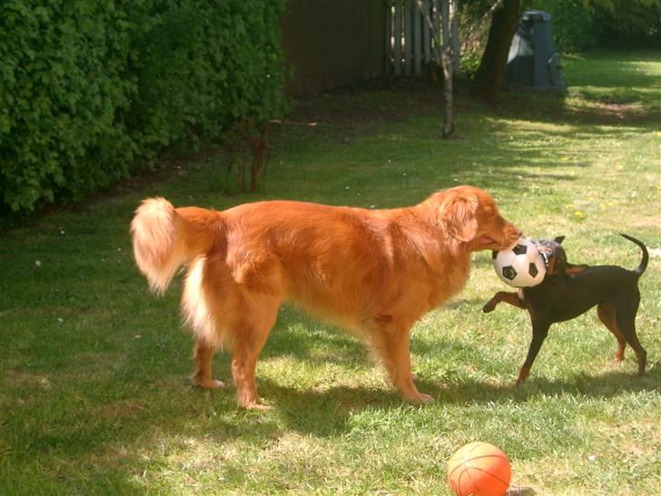 Nova scotia duck tolling retriever Hot Toller's Xarco - Boldfight med hundebror Wiggo, som ikke giver op så let selvom han er "lille" billede 12