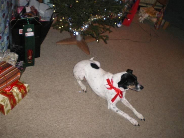 Dansk svensk gaardhund Frida - Jule aften 08 billede 17