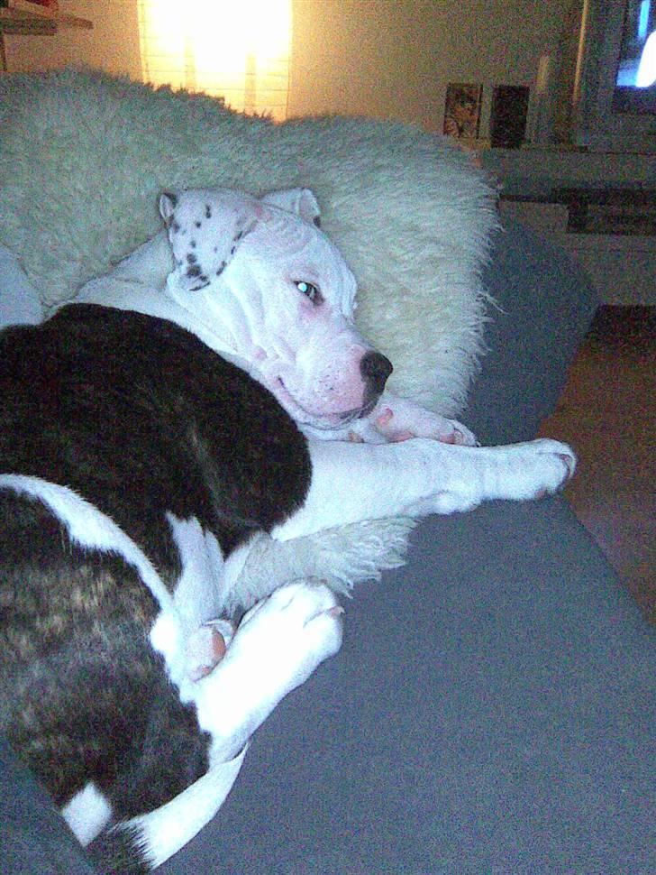 Blanding af racer Armani <3 - Luksus dyr ;o) billede 3