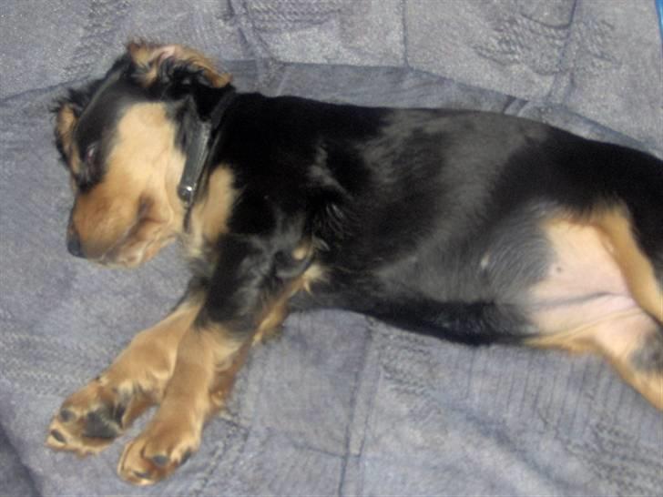 Cocker spaniel sheeva billede 10