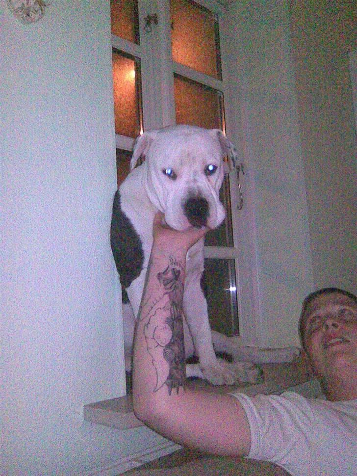 Blanding af racer Armani <3 - Jeg må ALT når jeg blir passet af min mor´s lillebror, uhh det er skønt.. billede 4