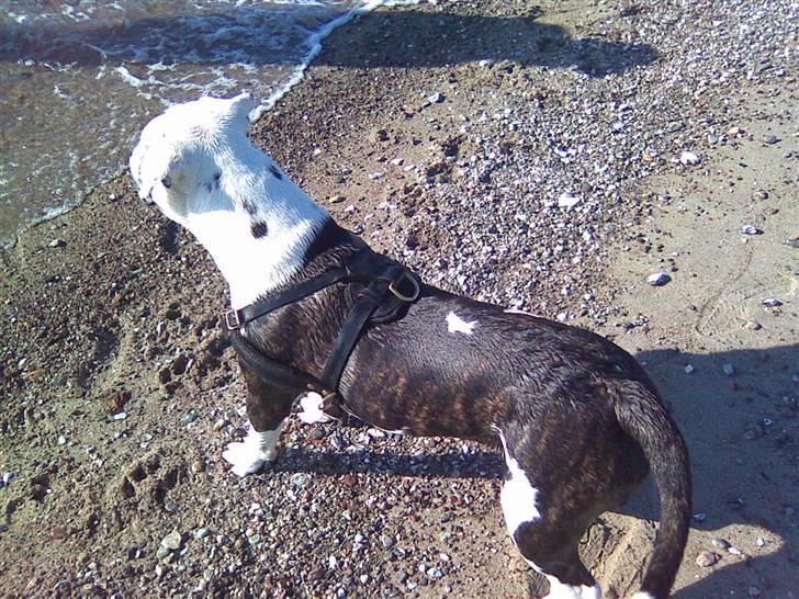 Blanding af racer Armani <3 billede 5