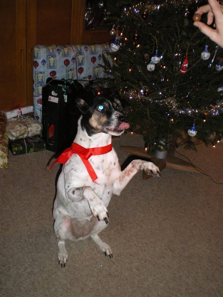 Dansk svensk gaardhund Frida - Juleaften 08 billede 18