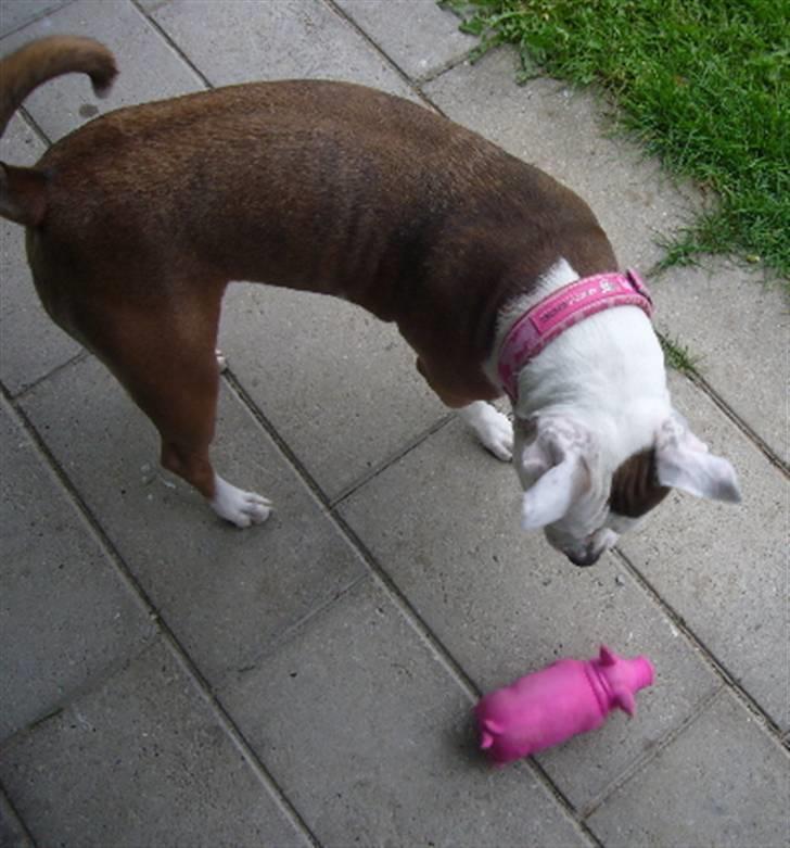 Amerikansk staffordshire terrier PIXIE - Hvad er det li´ge jeg skal stille op med det pink bæst af et stykke pivedyr.. suk billede 9