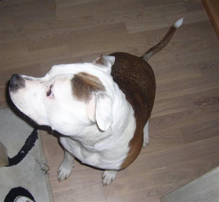 Amerikansk staffordshire terrier PIXIE billede 10