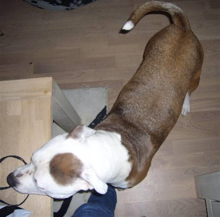 Amerikansk staffordshire terrier PIXIE - ca. 11 mdr. billede 11