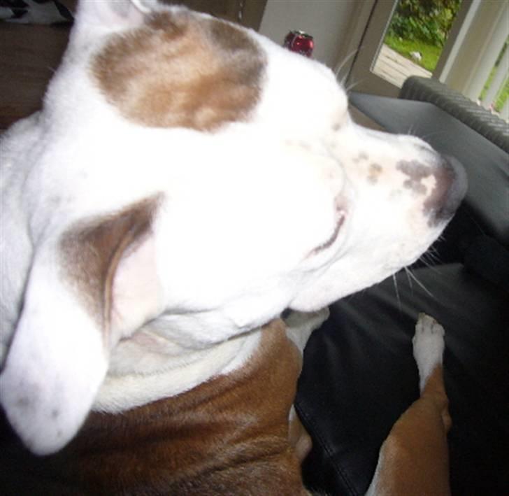 Amerikansk staffordshire terrier PIXIE billede 12