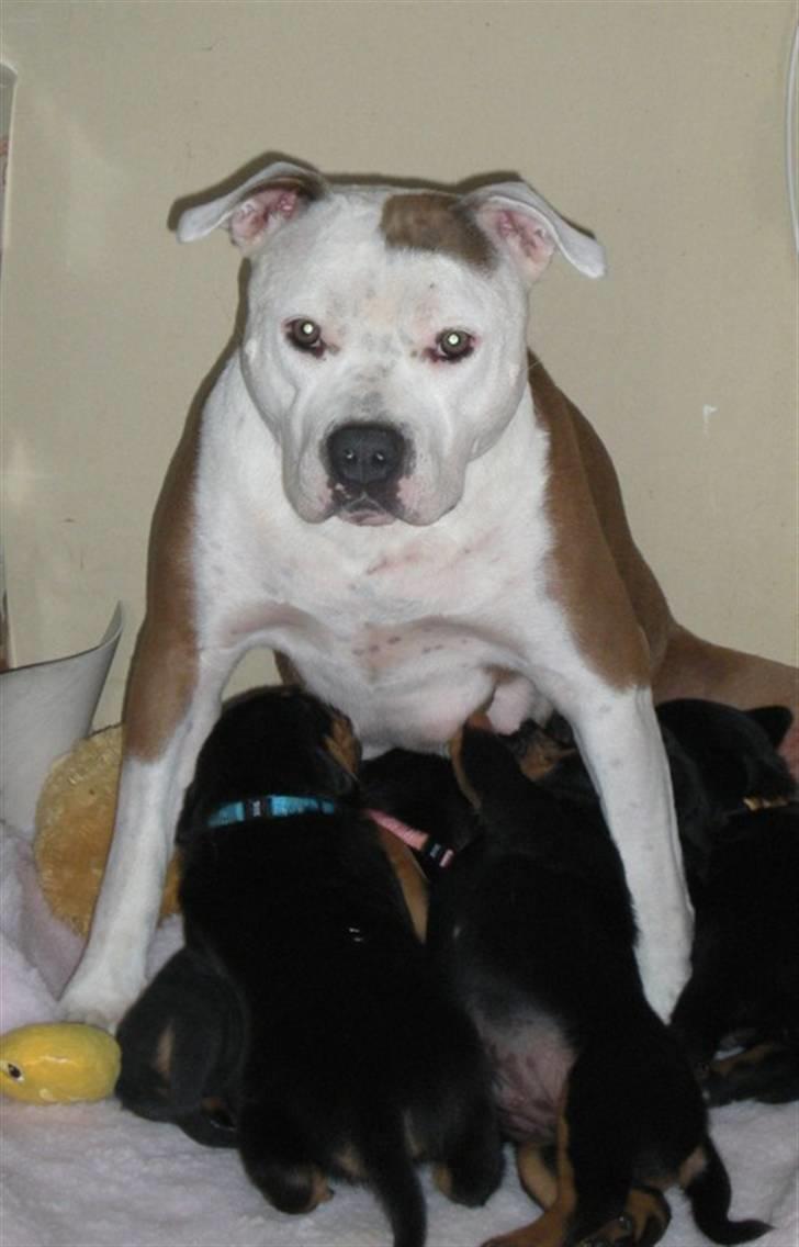 Amerikansk staffordshire terrier PIXIE billede 13