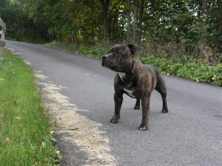 Staffordshire bull terrier Louie - Chaka Zulu Chief Of Skystaff Starbuck “Louie” 14 månader  *ny* billede 7