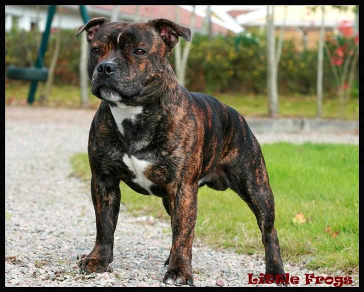 Staffordshire bull terrier Louie - Chaka Zulu Chief Of Skystaff Starbuck “Louie” 15 månader *ny* billede 8