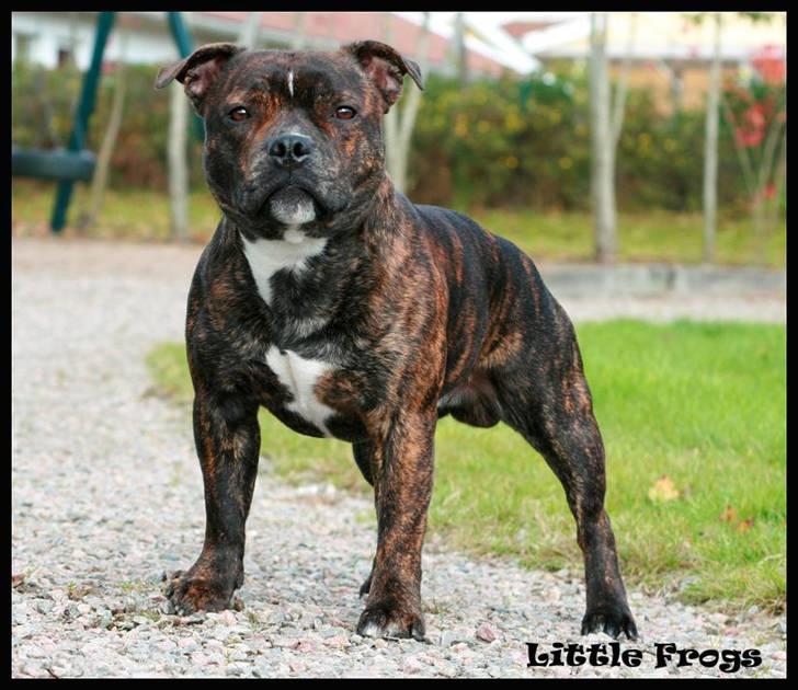 Staffordshire bull terrier Louie - Chaka Zulu Chief Of Skystaff Starbuck “Louie” 15 månader *ny* billede 9