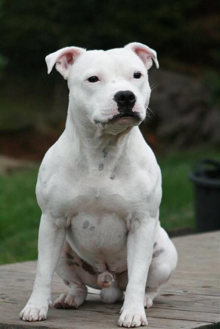 Staffordshire bull terrier Günter - Hot Staff´s Qualified To Win “Günter” 19 månader *ny* billede 11