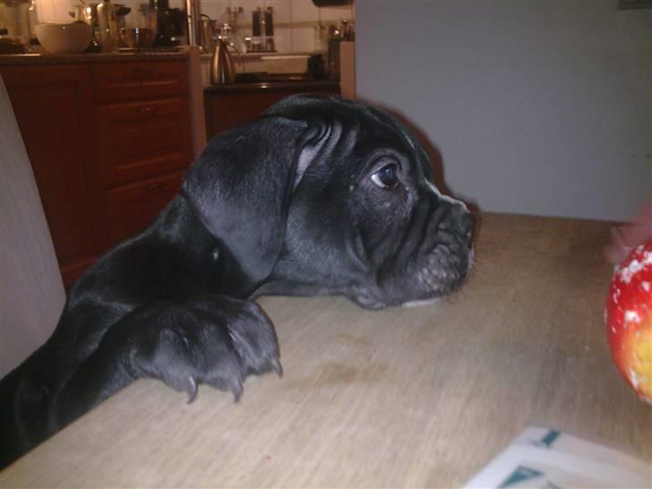 Olde victorian bulldogge Virup´s Gates (aka Bøf) - Må jeg også få en øl? billede 1