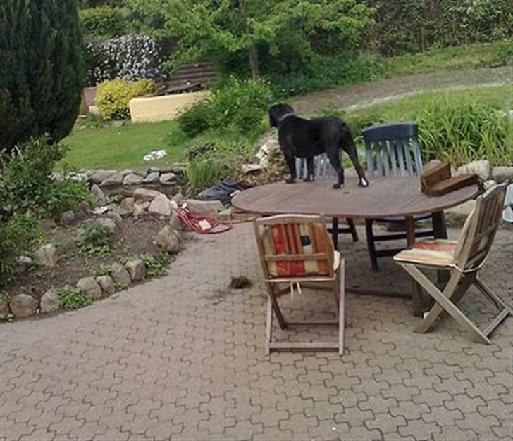 Olde victorian bulldogge Virup´s Gates (aka Bøf) billede 2