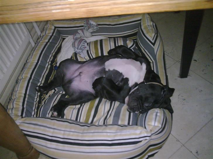 Olde victorian bulldogge Virup´s Gates (aka Bøf) - I´m a lover not a fighter billede 3