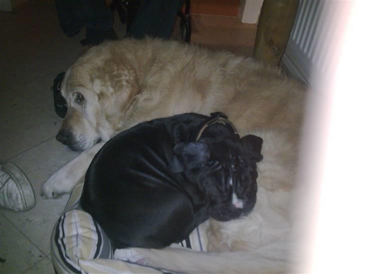 Olde victorian bulldogge Virup´s Gates (aka Bøf) - Min bedste ven billede 4