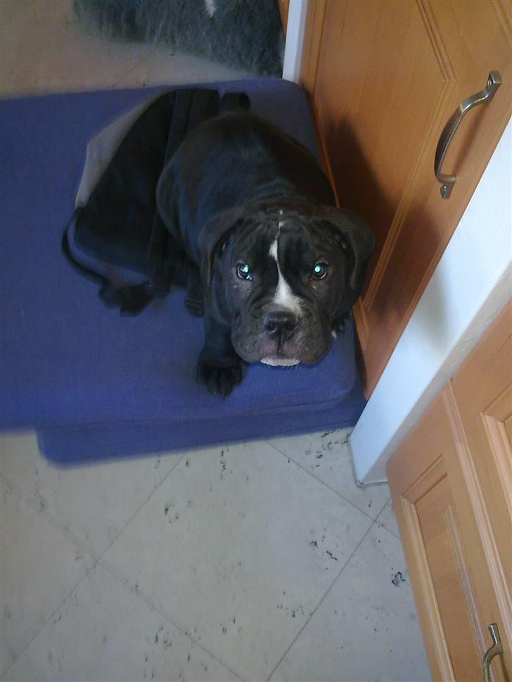 Olde victorian bulldogge Virup´s Gates (aka Bøf) billede 5