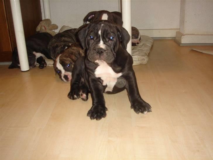Olde victorian bulldogge Virup´s Gates (aka Bøf) - Leader of the Pack :-) billede 7