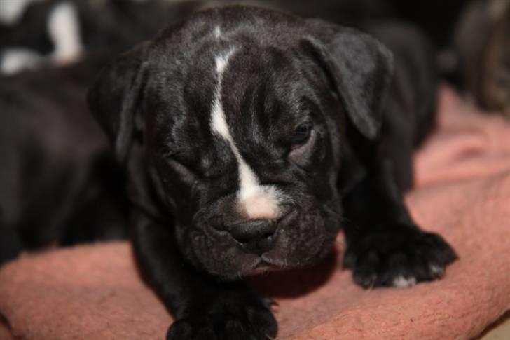 Olde victorian bulldogge Virup´s Gates (aka Bøf) - Bad ass! billede 8