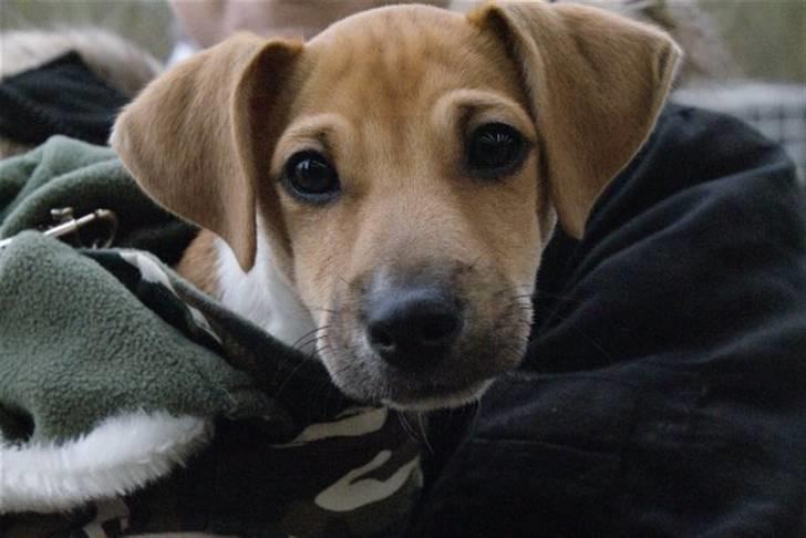 Jack russell terrier Aristo - Hej og velkommen: Her er Aristo til sit første stævne (hest) Taget af: Laura billede 1