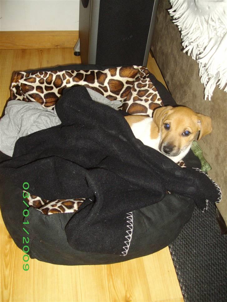 Jack russell terrier Aristo billede 2