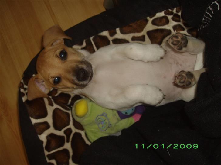 Jack russell terrier Aristo billede 3