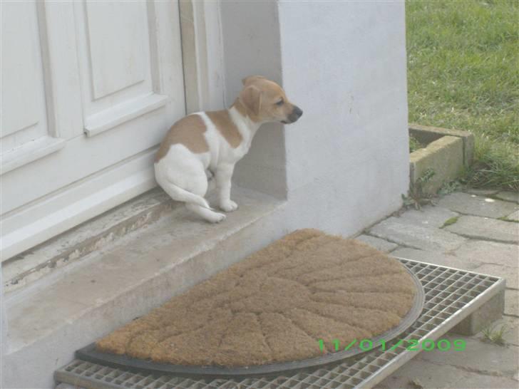 Jack russell terrier Aristo - Nu har jeg tisset og vil altså gerne ind igen mor billede 4