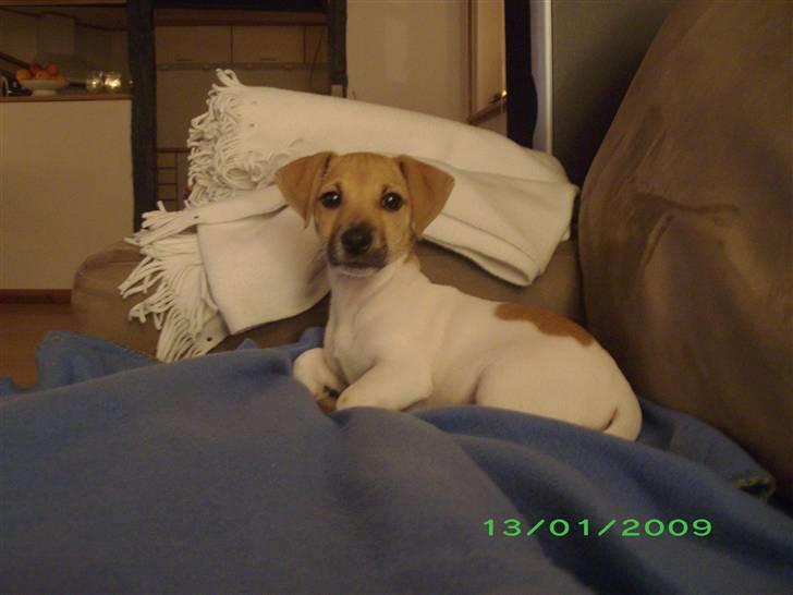 Jack russell terrier Aristo - Hvad glor du på, jer ser altså fjernsyn billede 5