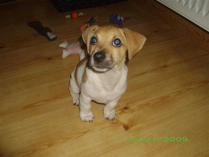 Jack russell terrier Aristo billede 6
