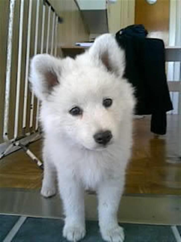 Japansk spids Basse billede 1