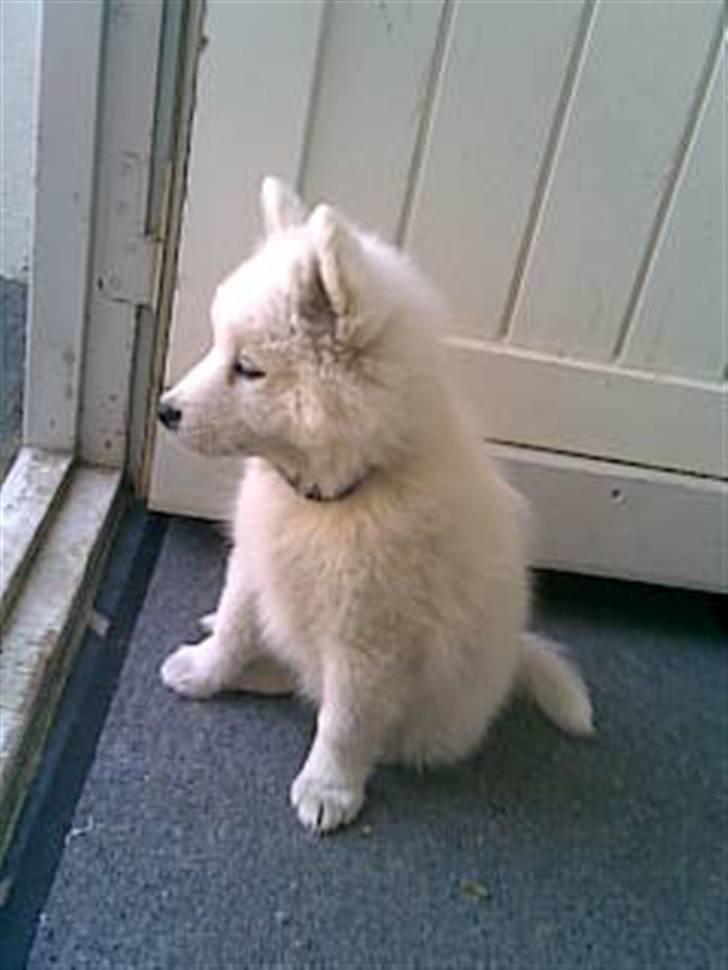 Japansk spids Basse - lige hjemkommet og ser ud i den store nye have billede 2