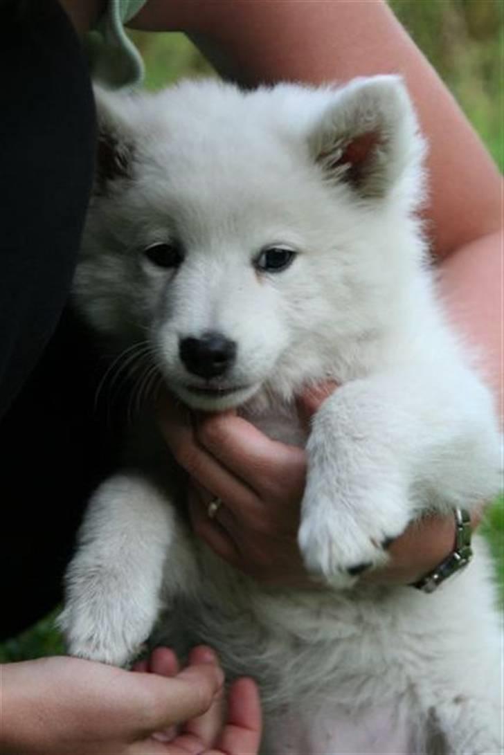 Japansk spids Basse - Dejligt tryg at putte her hos mor billede 3