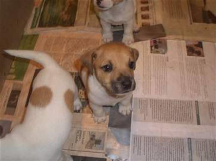 Jack russell terrier Aristo - Aristo da vi så han første gang i annoncen her på hundegalleri. billede 7