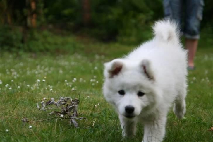 Japansk spids Basse - det der må jeg vist se nærmere på... billede 4