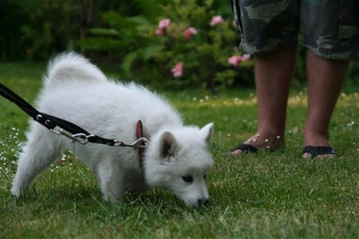 Japansk spids Basse billede 5