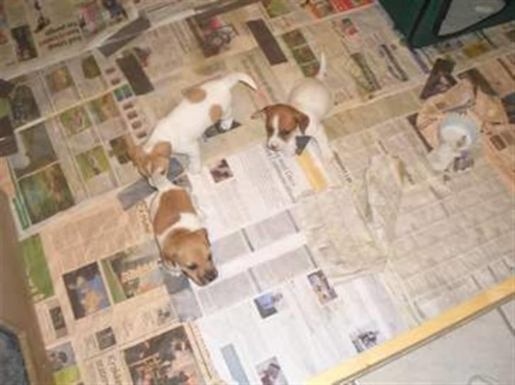 Jack russell terrier Aristo - Aristo da vi så han første gang i annoncen her på hundegalleri. billede 8