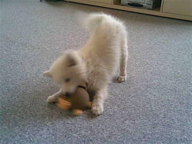 Japansk spids Basse - jeg skal gi´ dig skal jeg billede 6