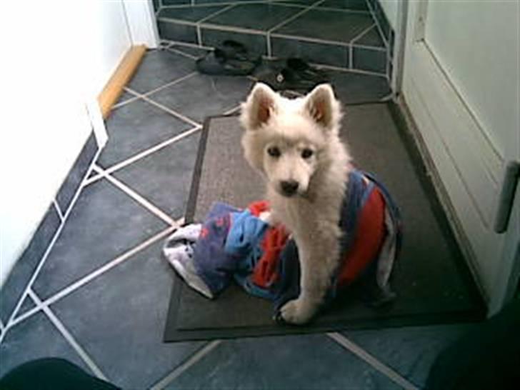 Japansk spids Basse - puha det er vådt ude billede 7