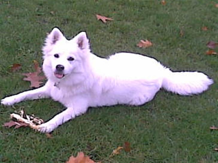 Japansk spids Basse billede 8