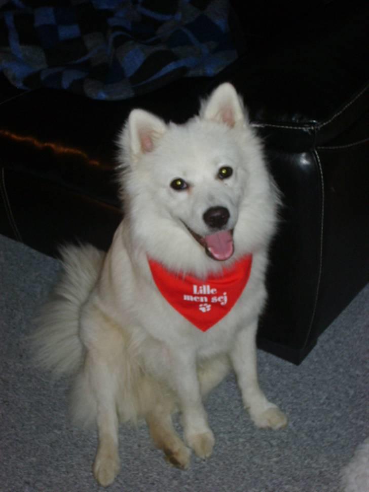 Japansk spids Basse - lille men sej billede 9