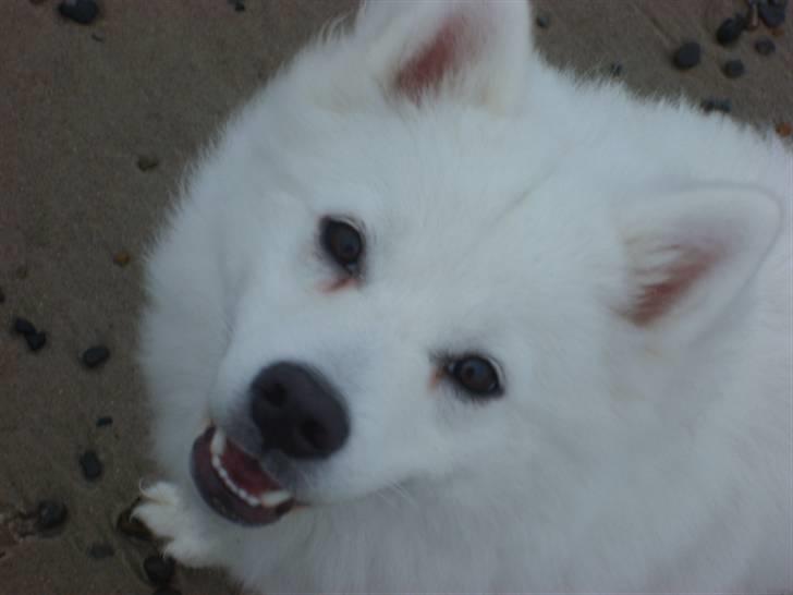 Japansk spids Basse billede 10